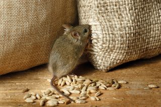 Foto: Maus knabbert an Sack Getreide